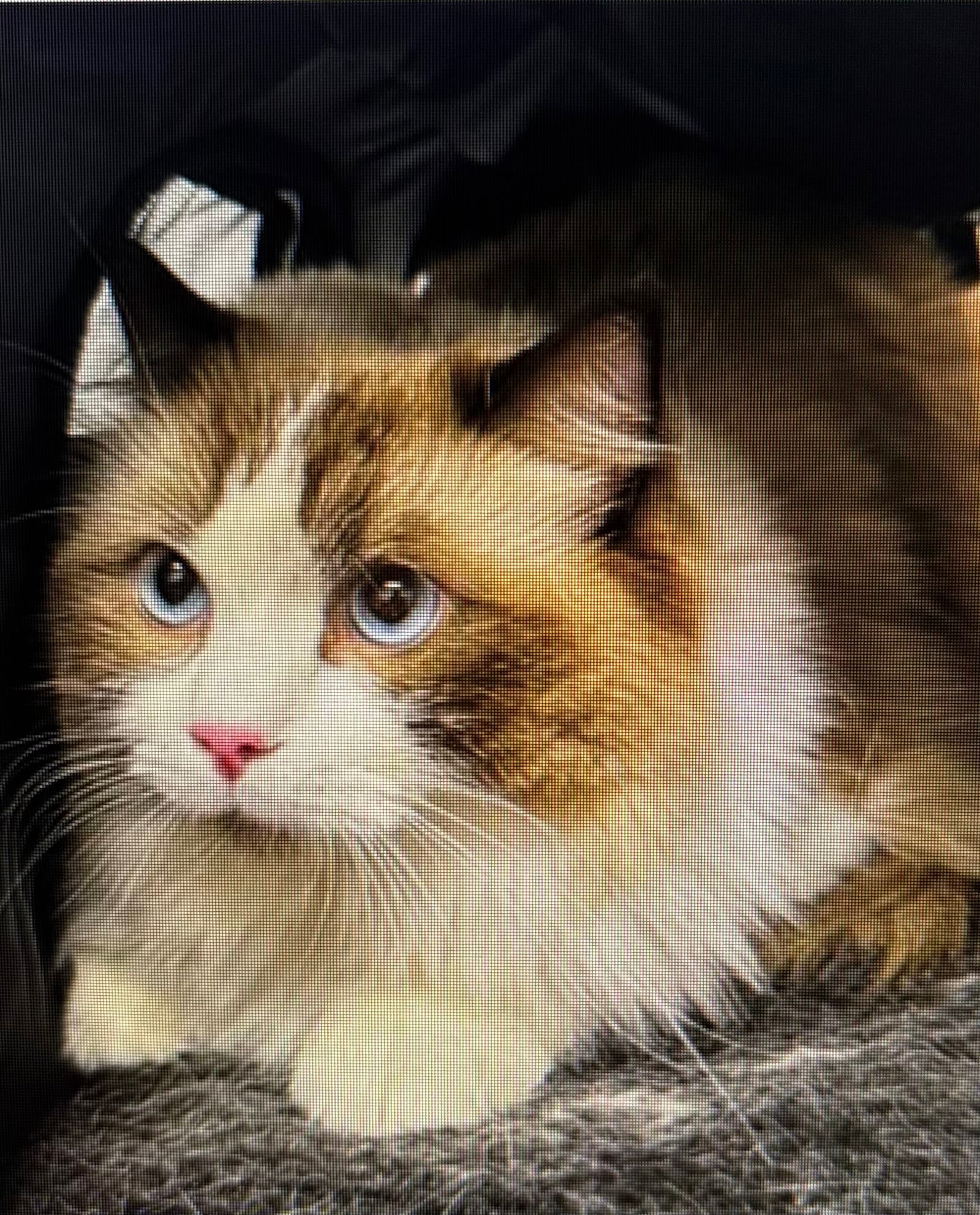 Chairman Of The Board - Ragdoll