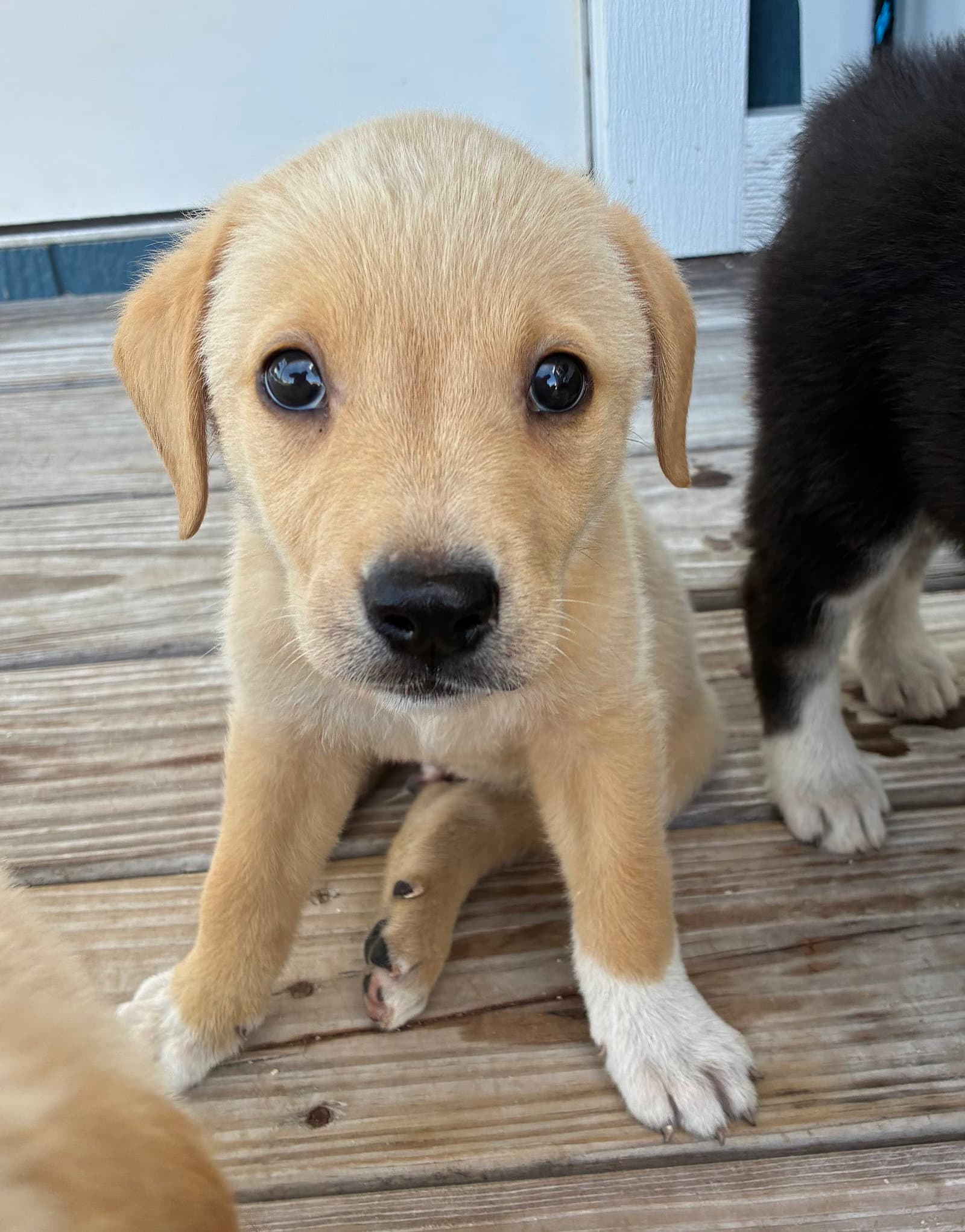 Gonzo - Collie