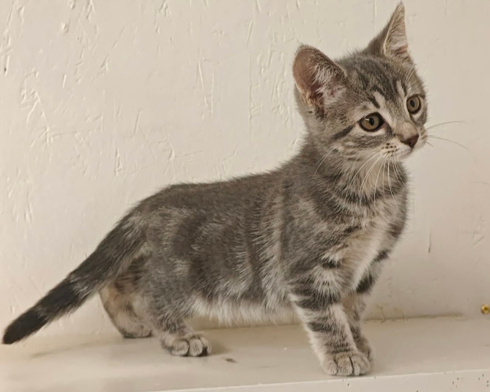 Daisy - Tabby