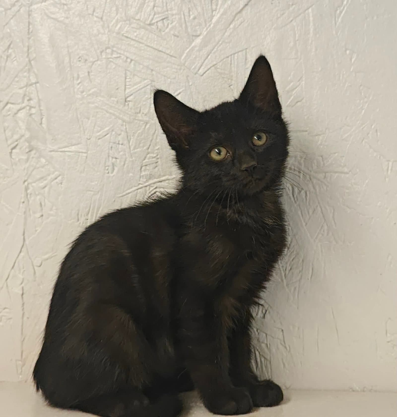 Dash - Domestic Short Hair
