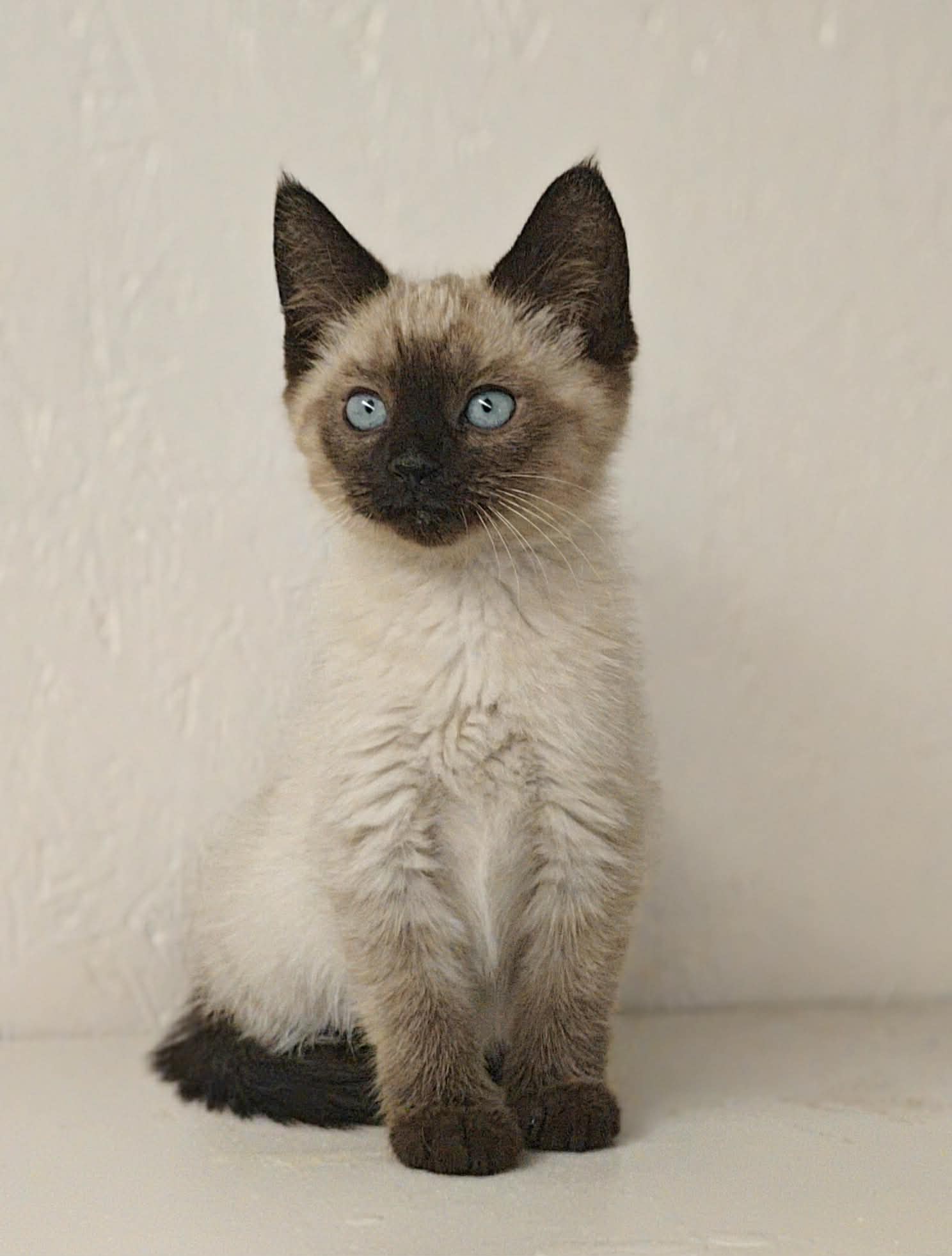 Dexter - Siamese