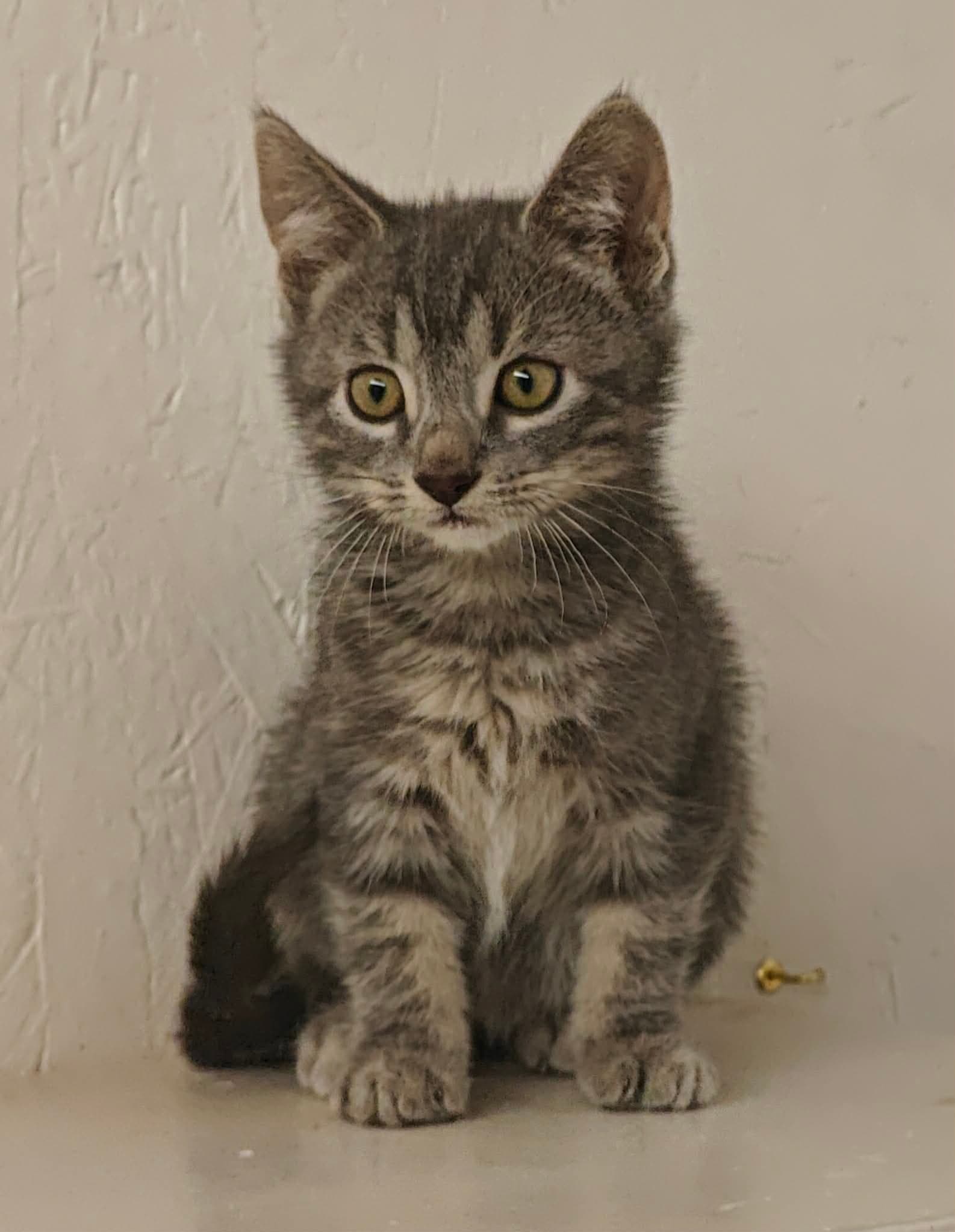 Devin - Tabby