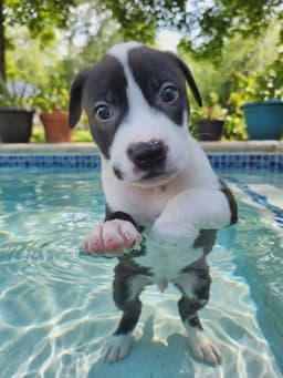 Fantom image 1