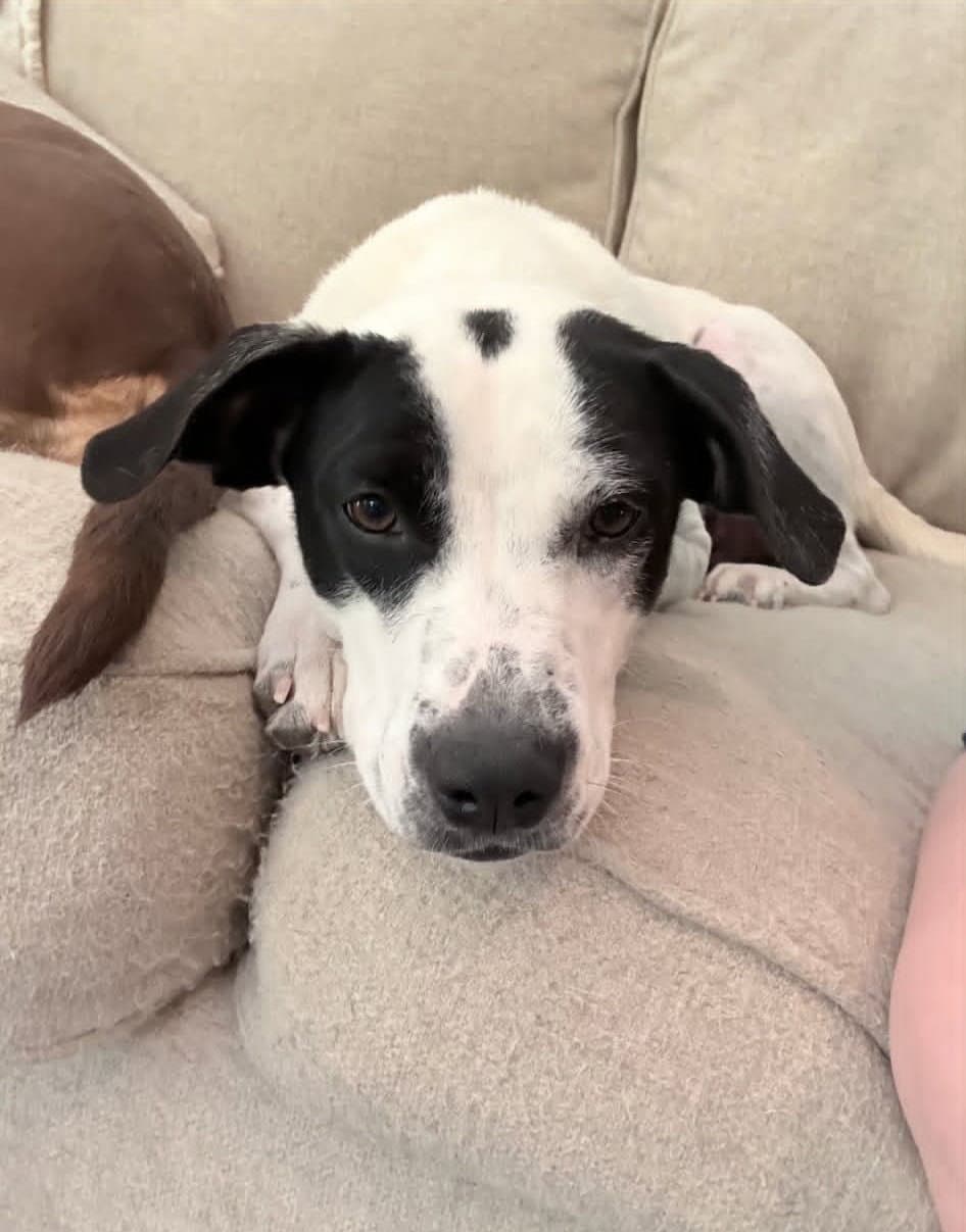 Poppy - Pointer