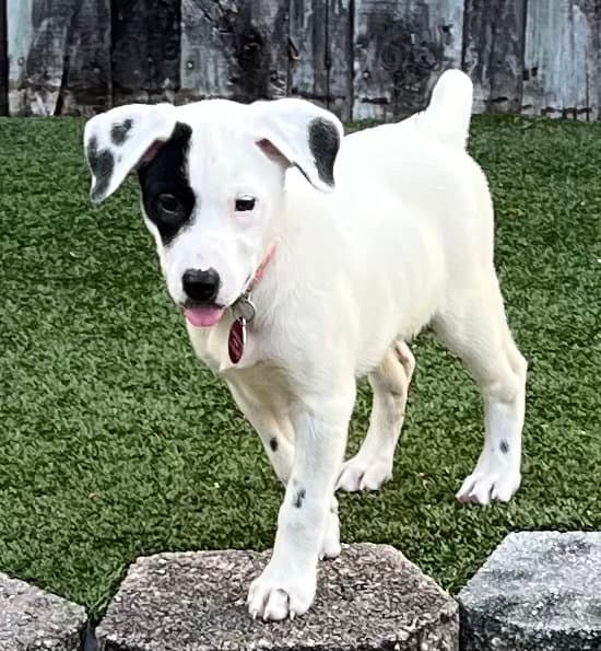 Jolene - Pointer