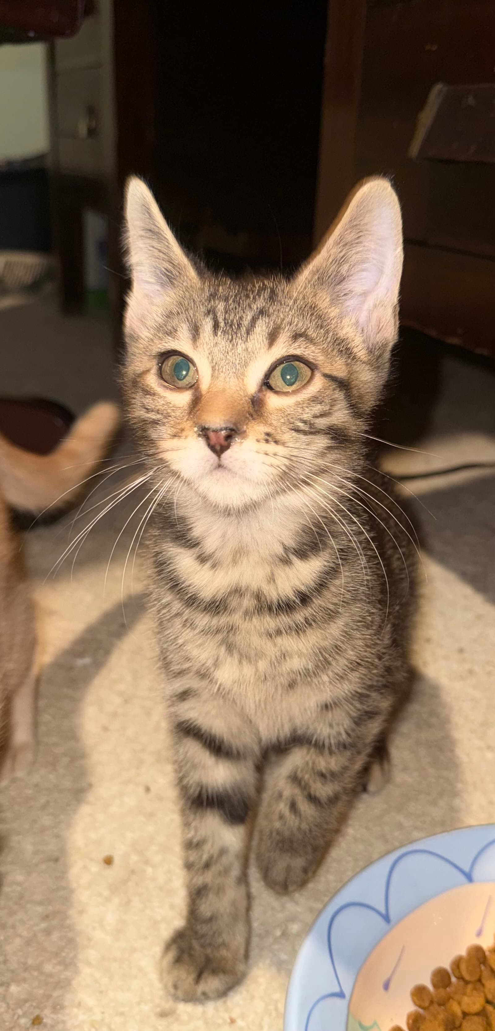 Machiavelli - Domestic Short Hair