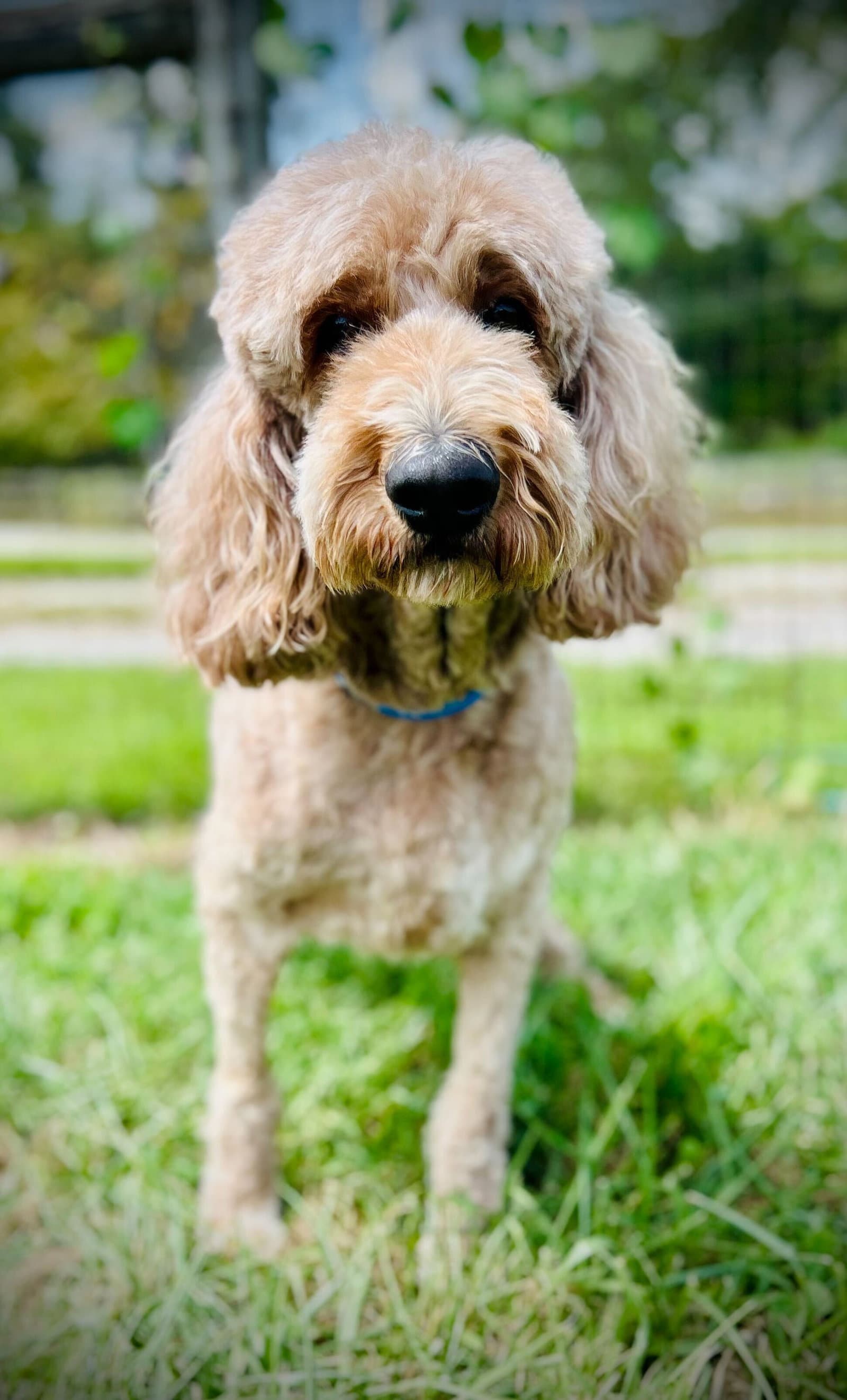 Trooper Dec - Poodle (Standard)