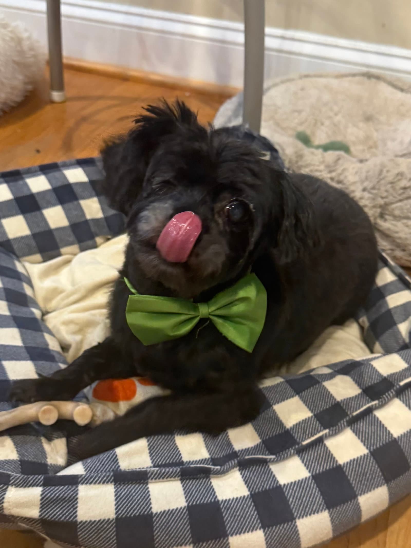 Mike Jul  - In Foster In Raleigh Nc - Maltese