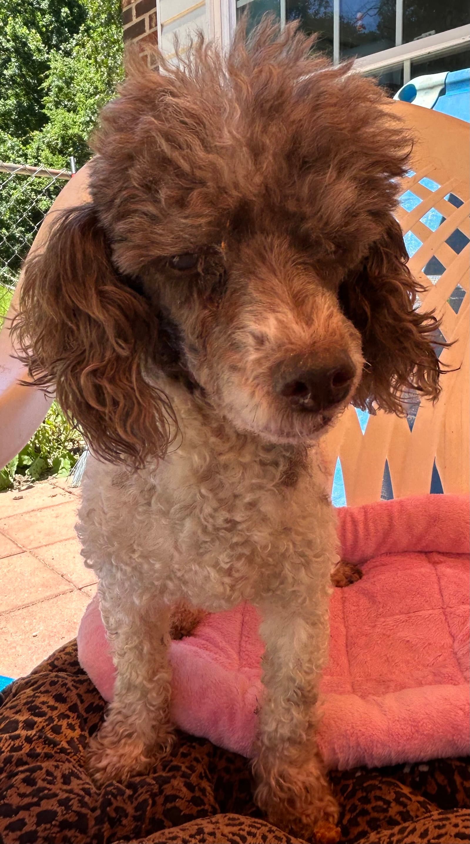 Oliver Jul  - I Am Special - Poodle (Miniature)