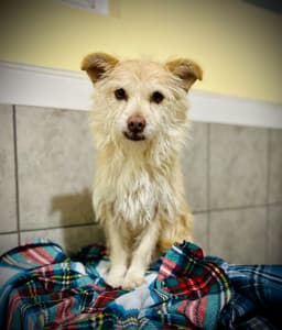 Underdog Aug image 2
