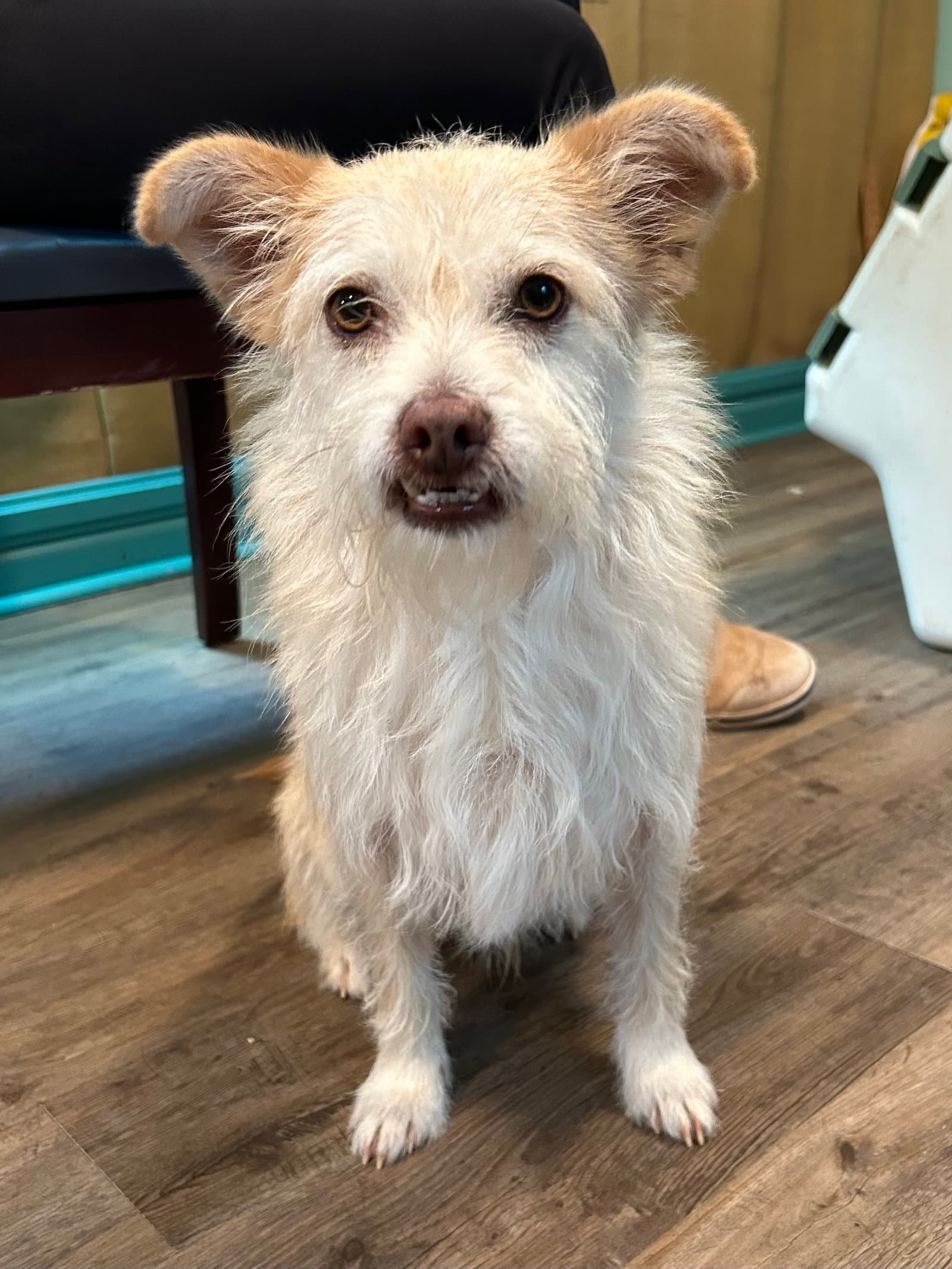 Underdog Aug - Terrier