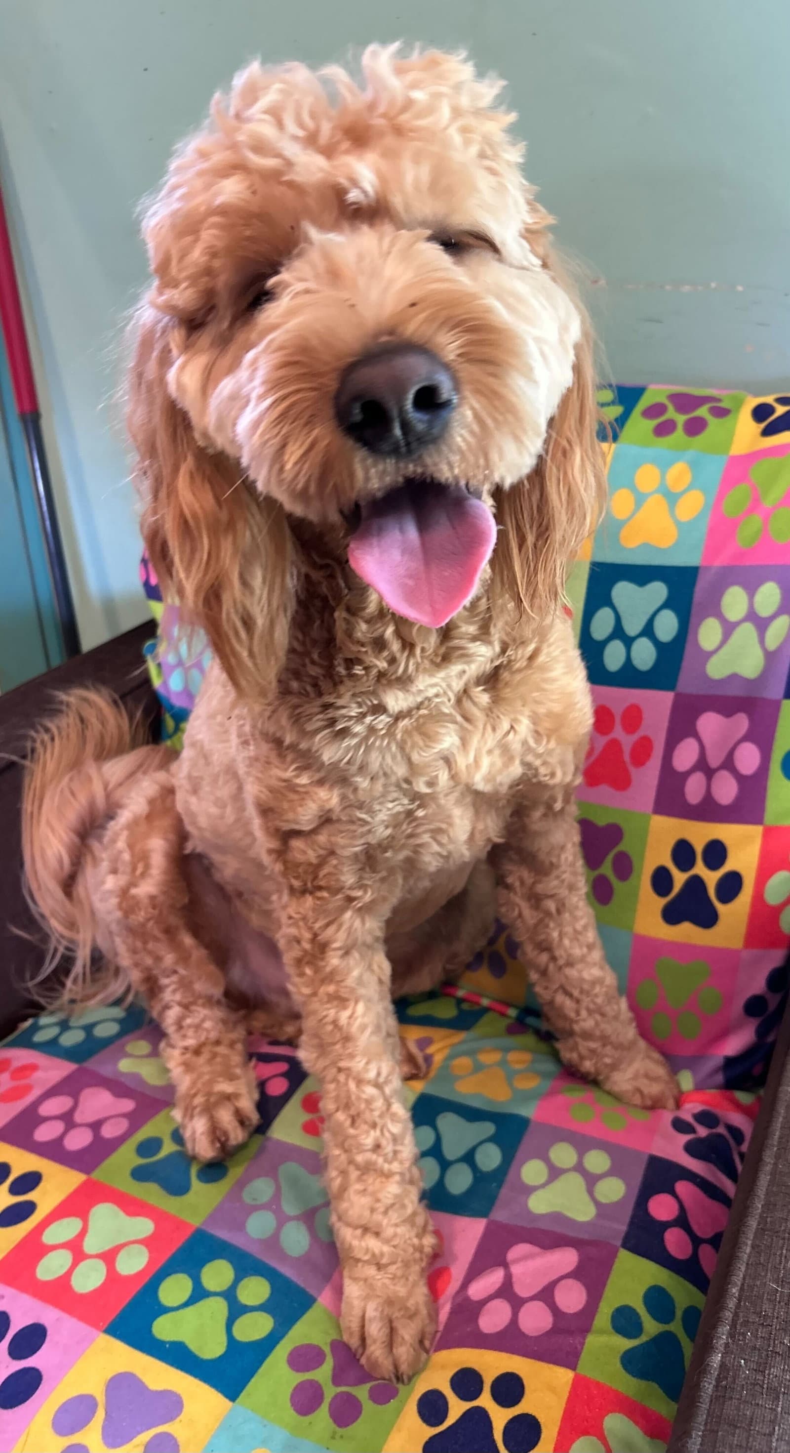Hank Dec - Golden Retriever