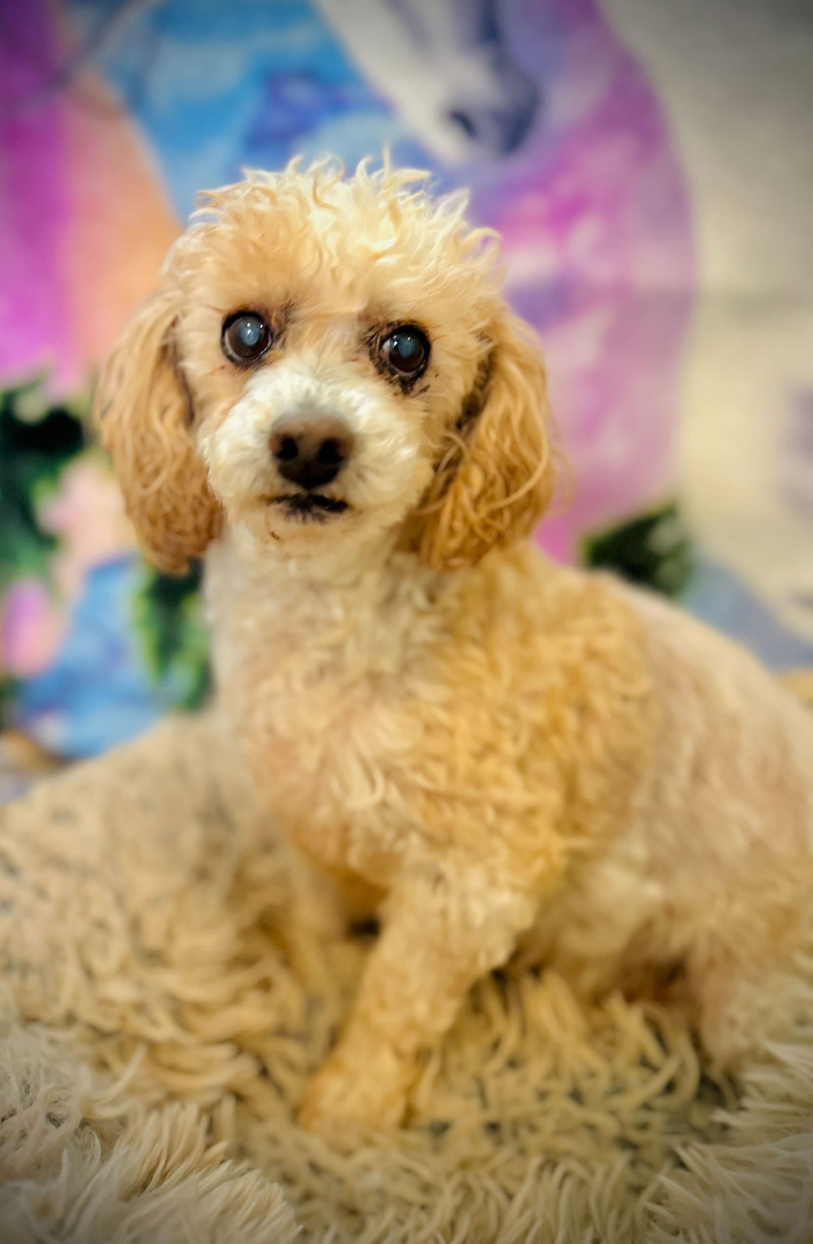 Peewee Russell Dec - Poodle (Miniature)