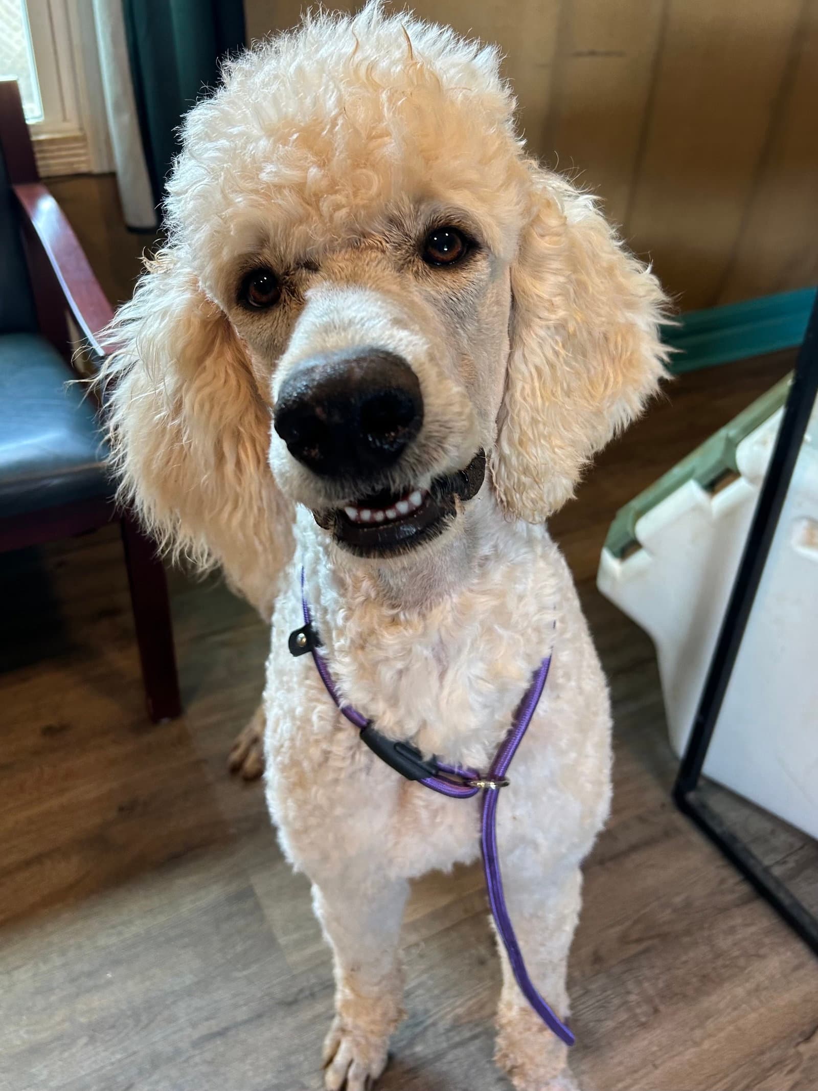 Otis Jan - Poodle (Standard)