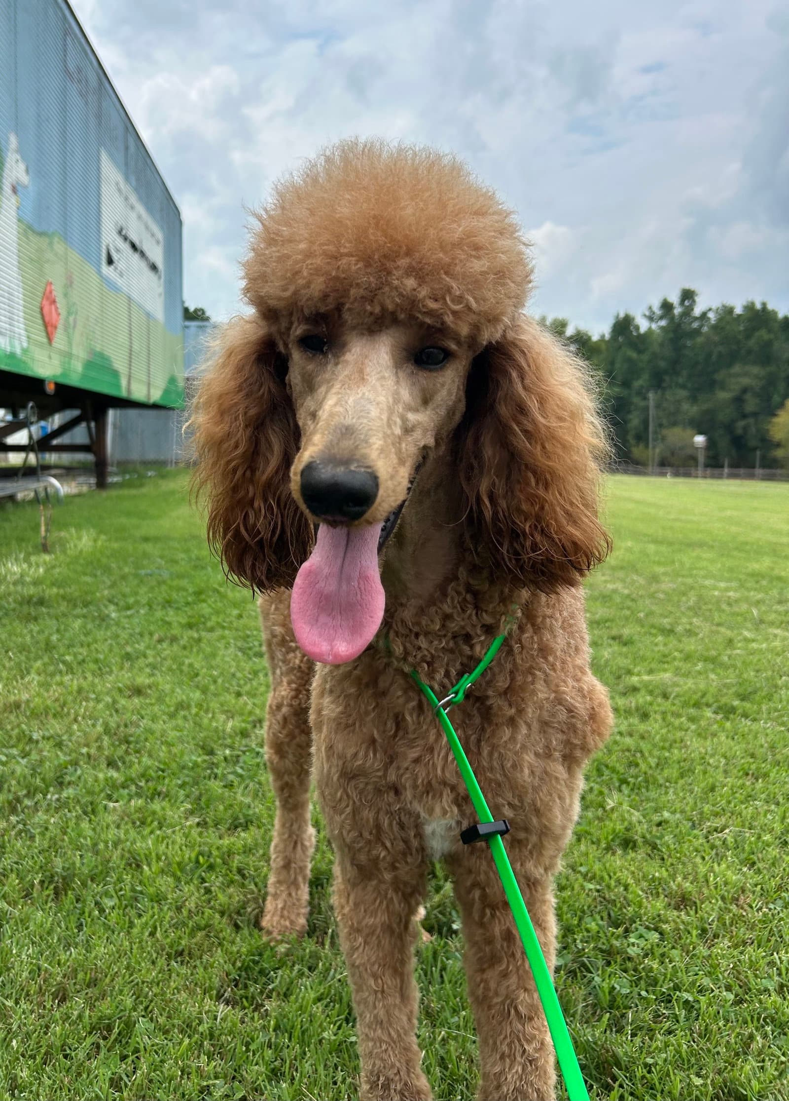 Bella Feb - Poodle (Standard)