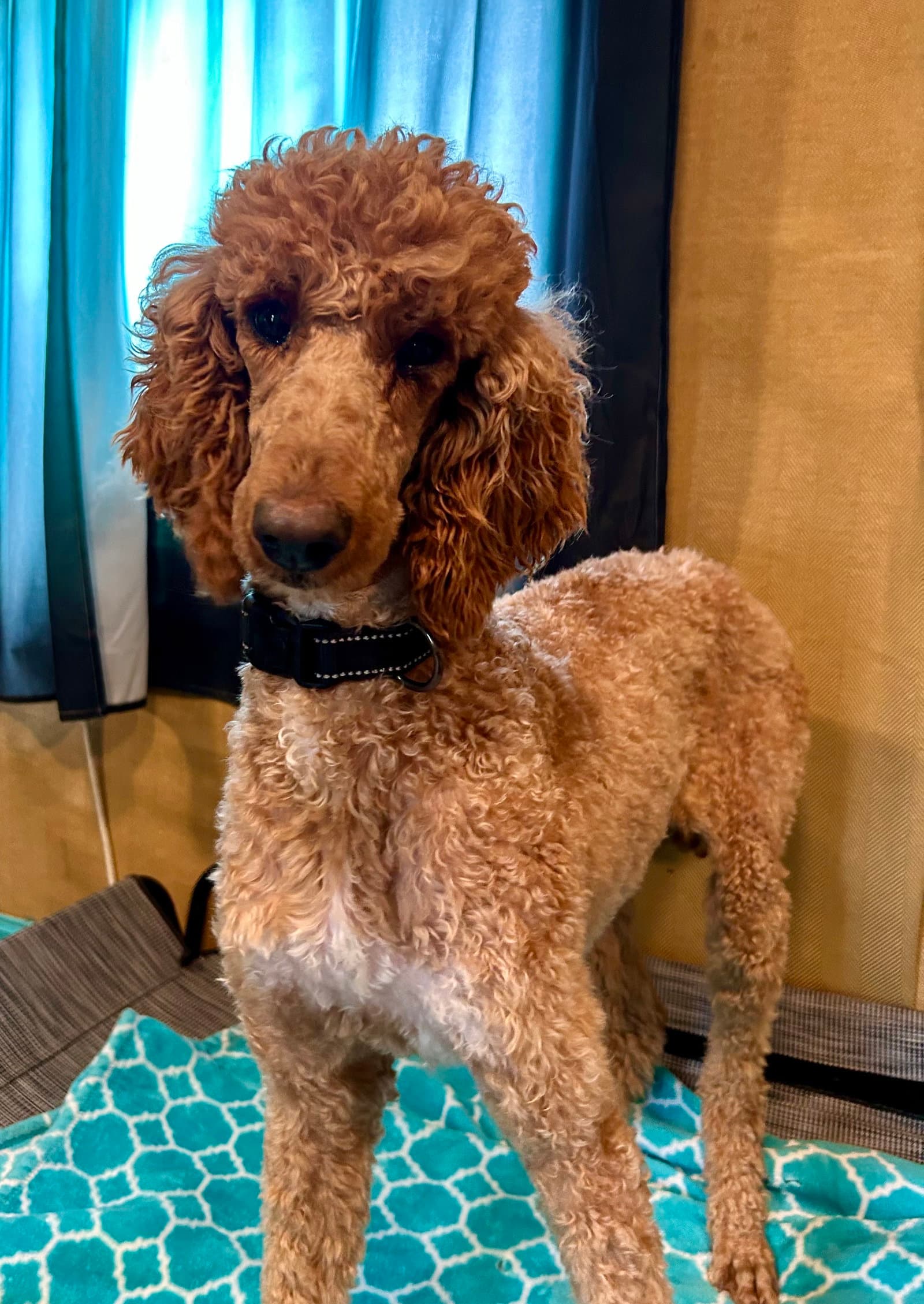 Layla Feb - Poodle (Standard)