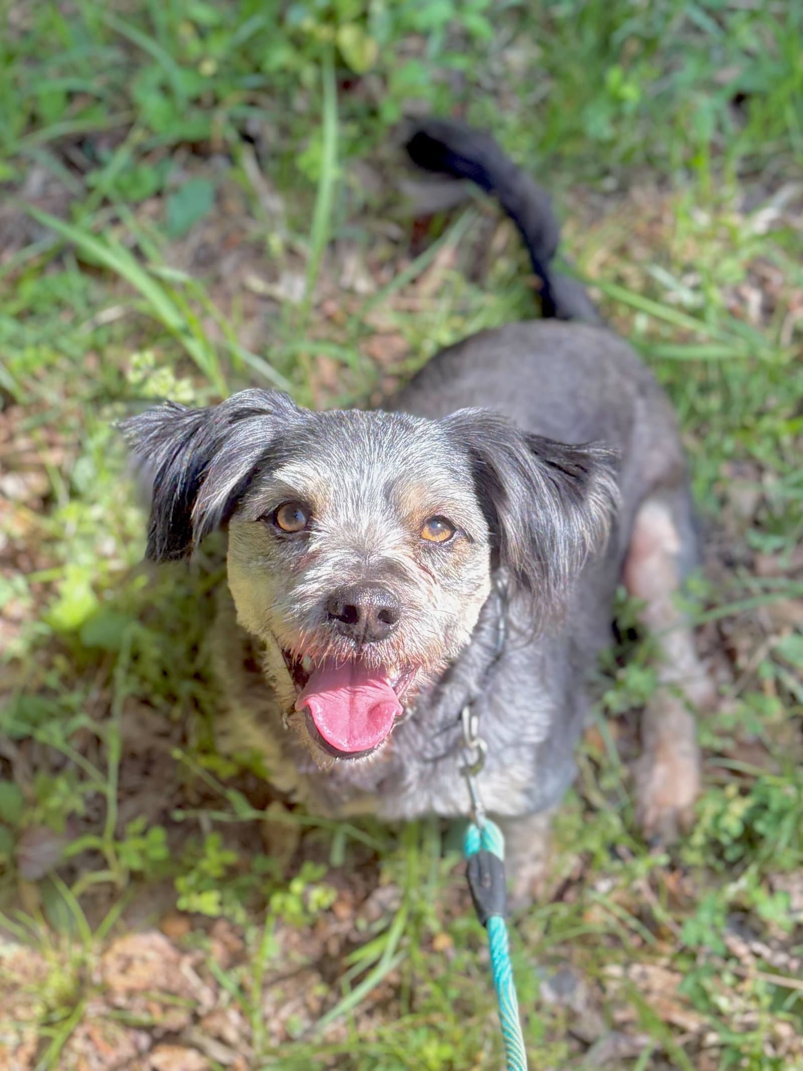 Casper Mar - Schnauzer