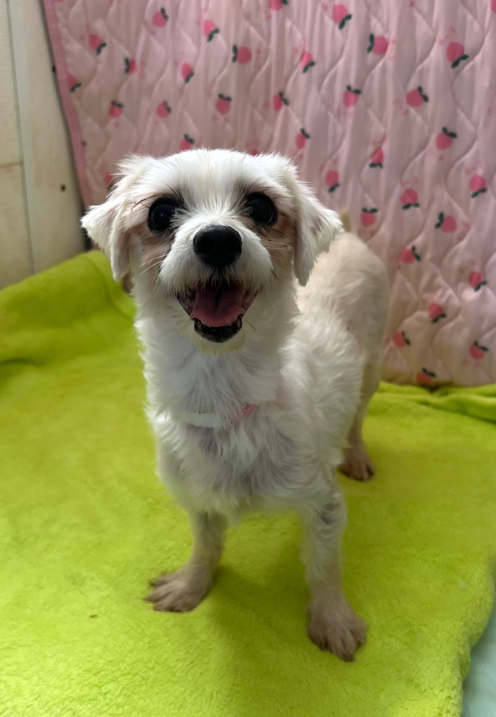 Xena Mar - Maltese