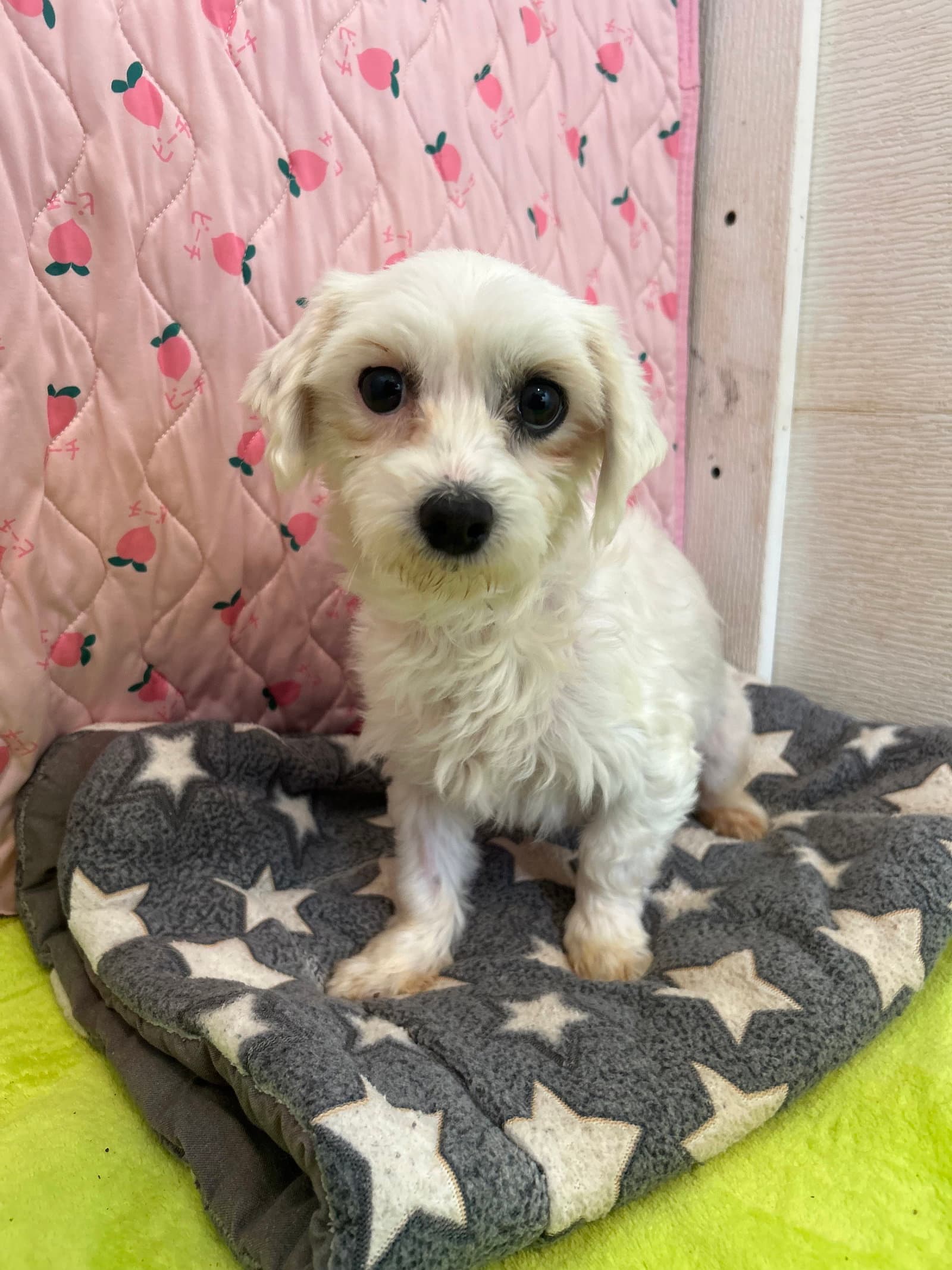 Dani Mar - Maltese