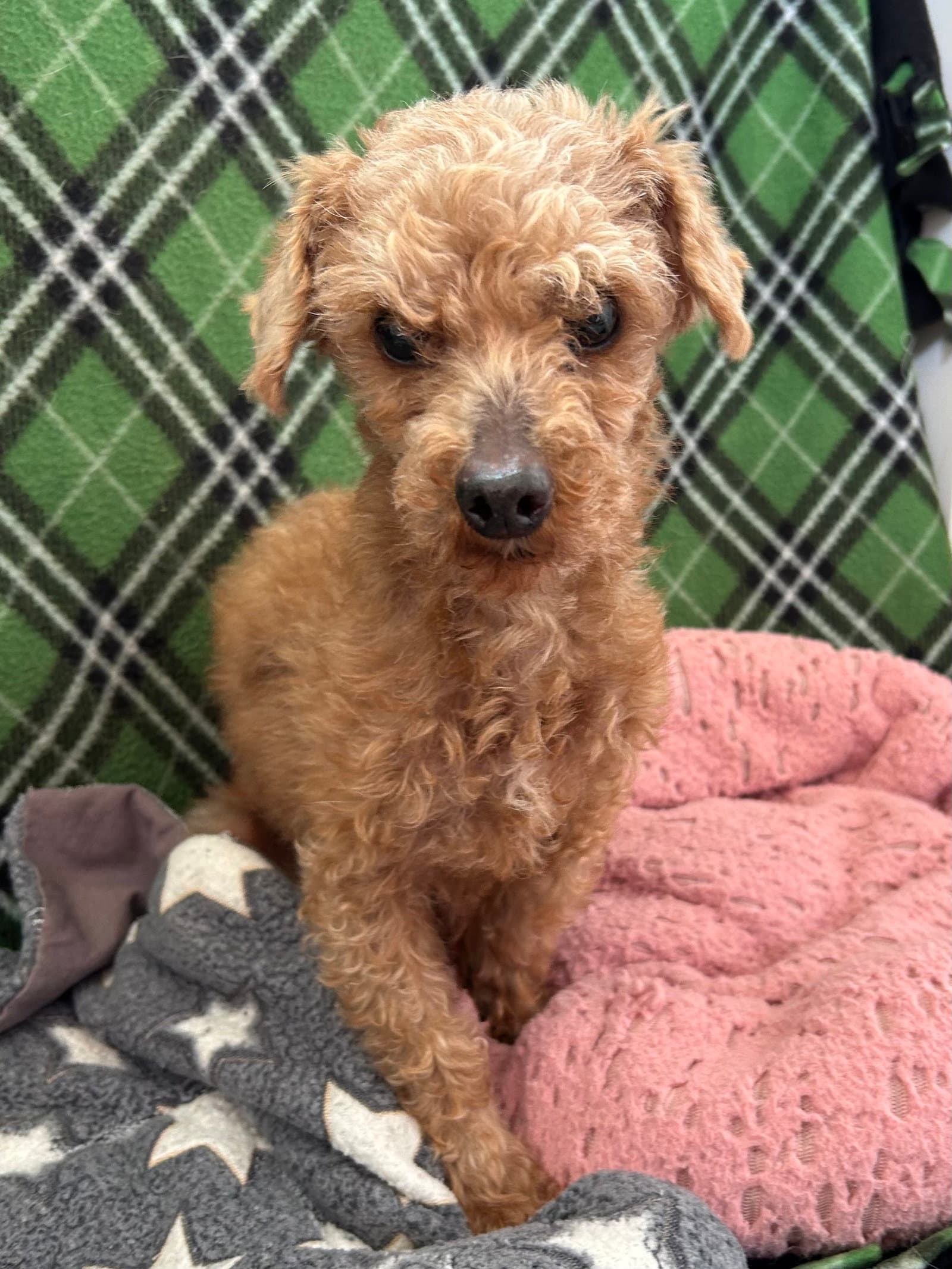 Bolt Mar - Poodle (Miniature)