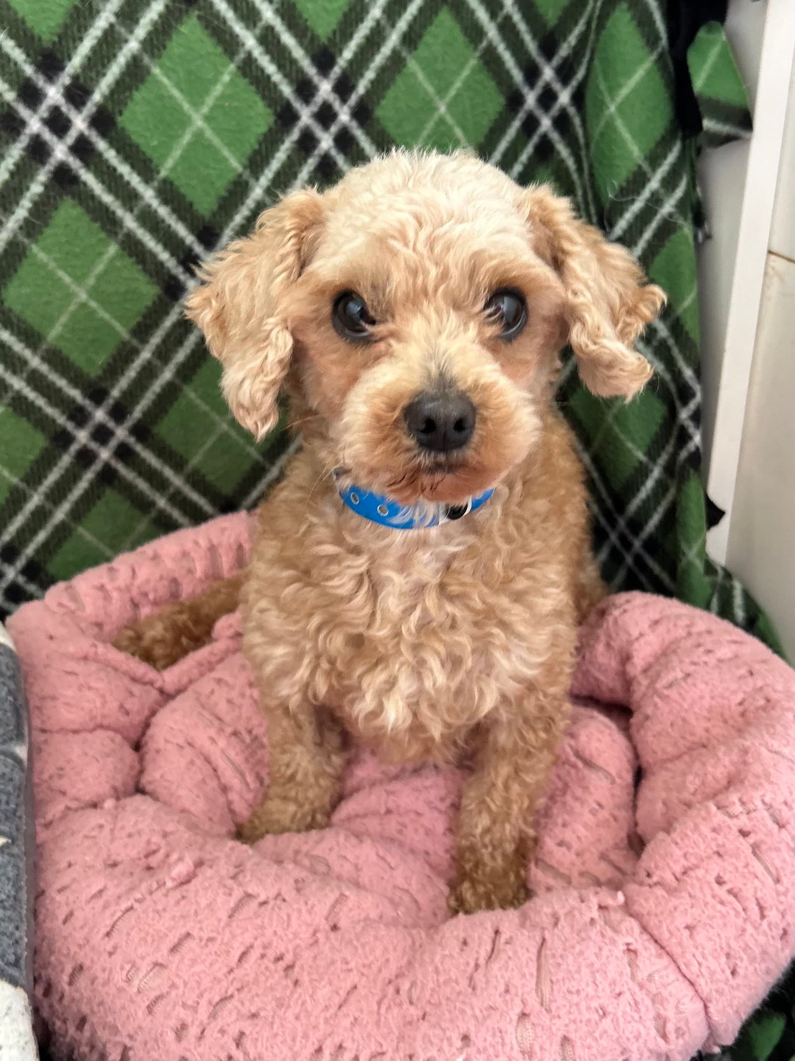 Fritz Mar - Poodle (Toy)