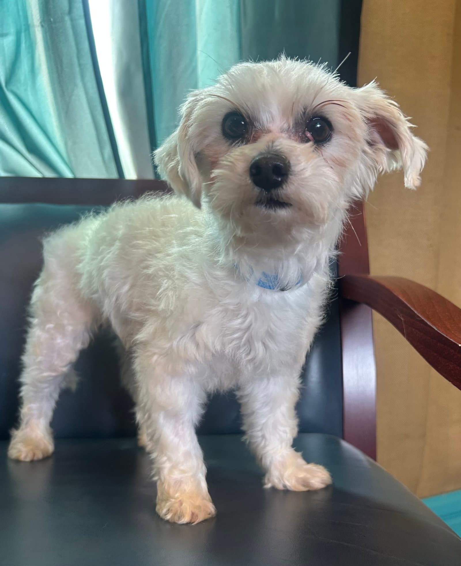 Snickers Mar - Maltese