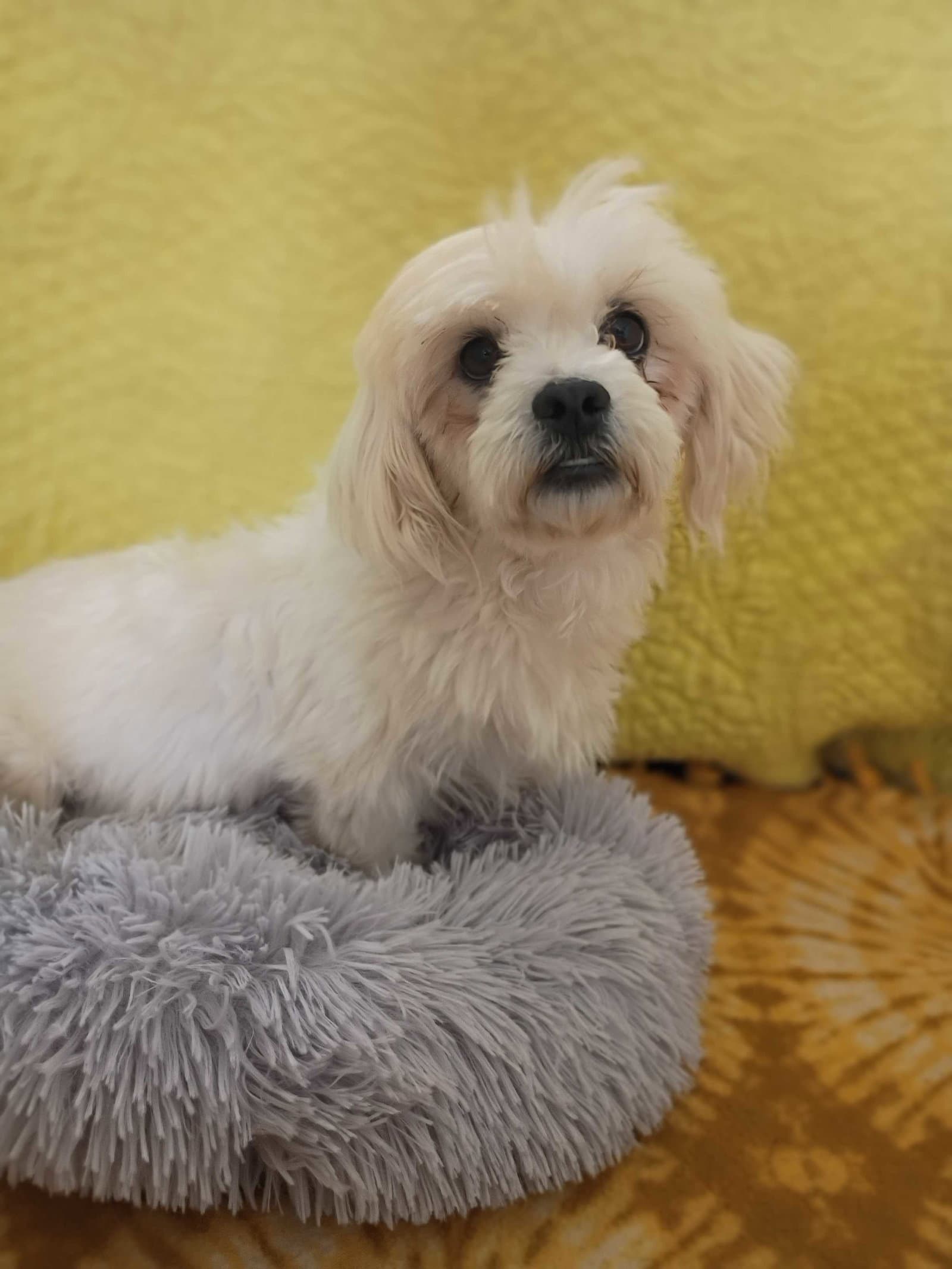 Ceryse Mar - Shih Tzu