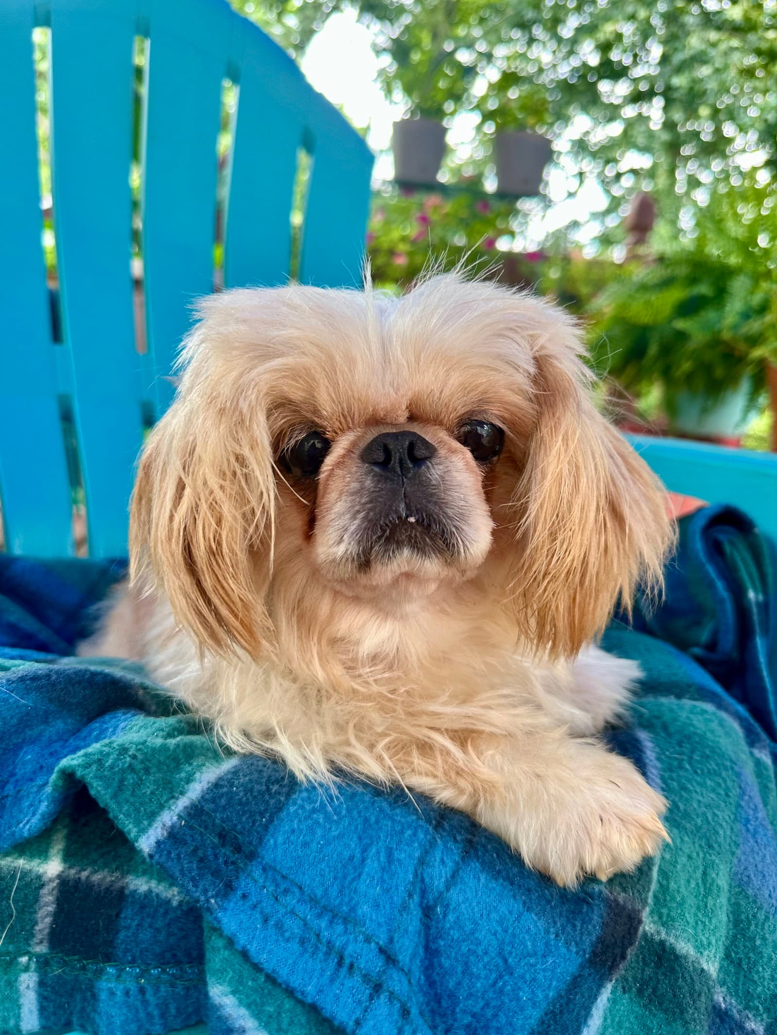 Dazzle Mar - Pekingese