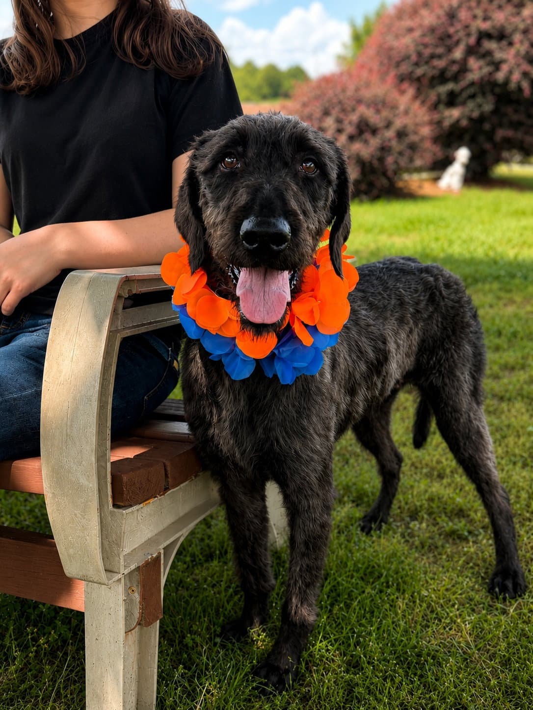 Enid Mar - Poodle (Standard)