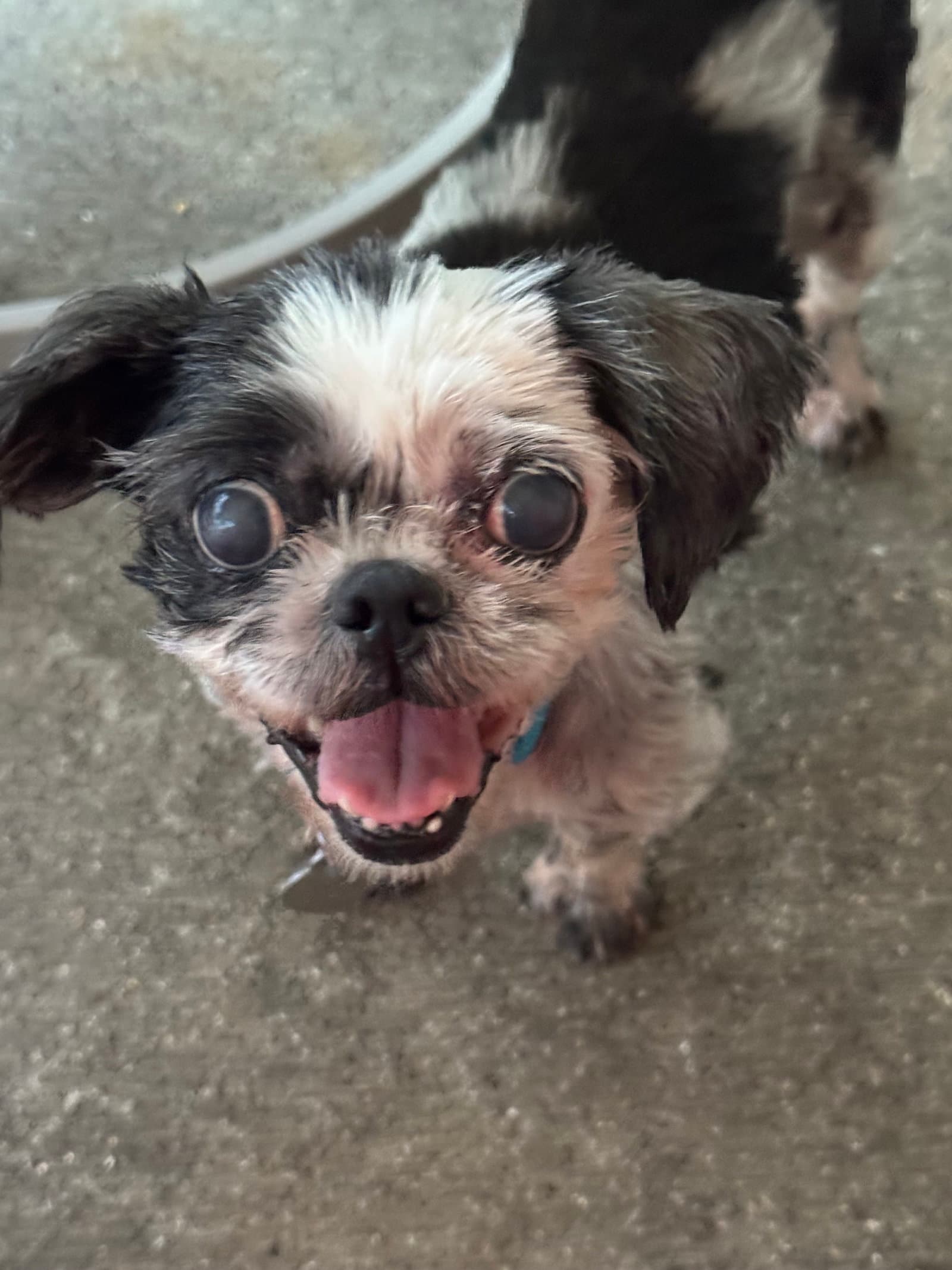 Cecilia Apr  - In Foster In Raleigh Nc - Shih Tzu