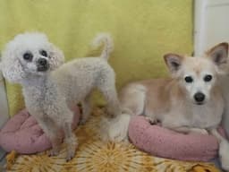 Peanut May  Bonded To Sadie May image 4
