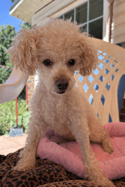 Queenie May image 1