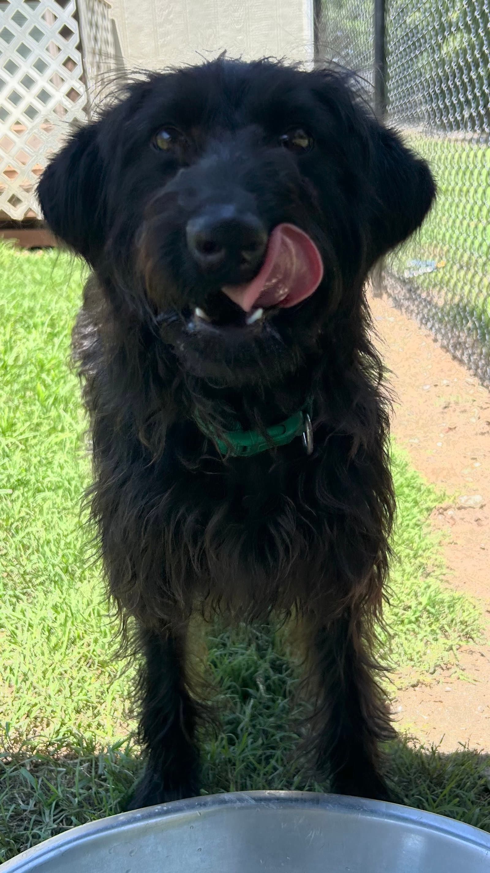 Miley May - Poodle (unknown type)