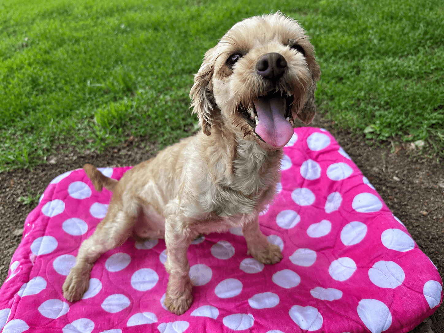 Luna May - Poodle (Miniature)