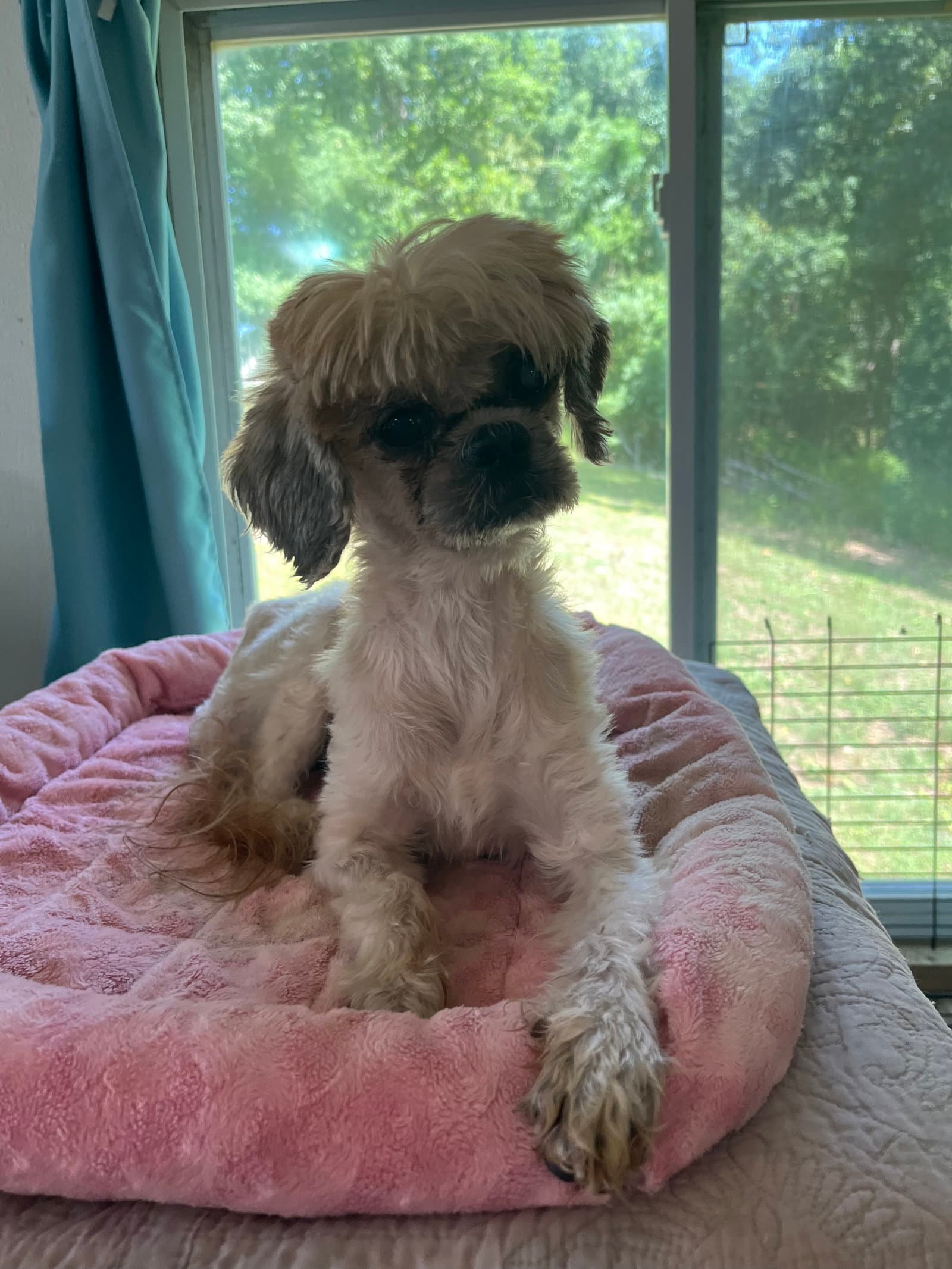 Bennie May - Shih Tzu