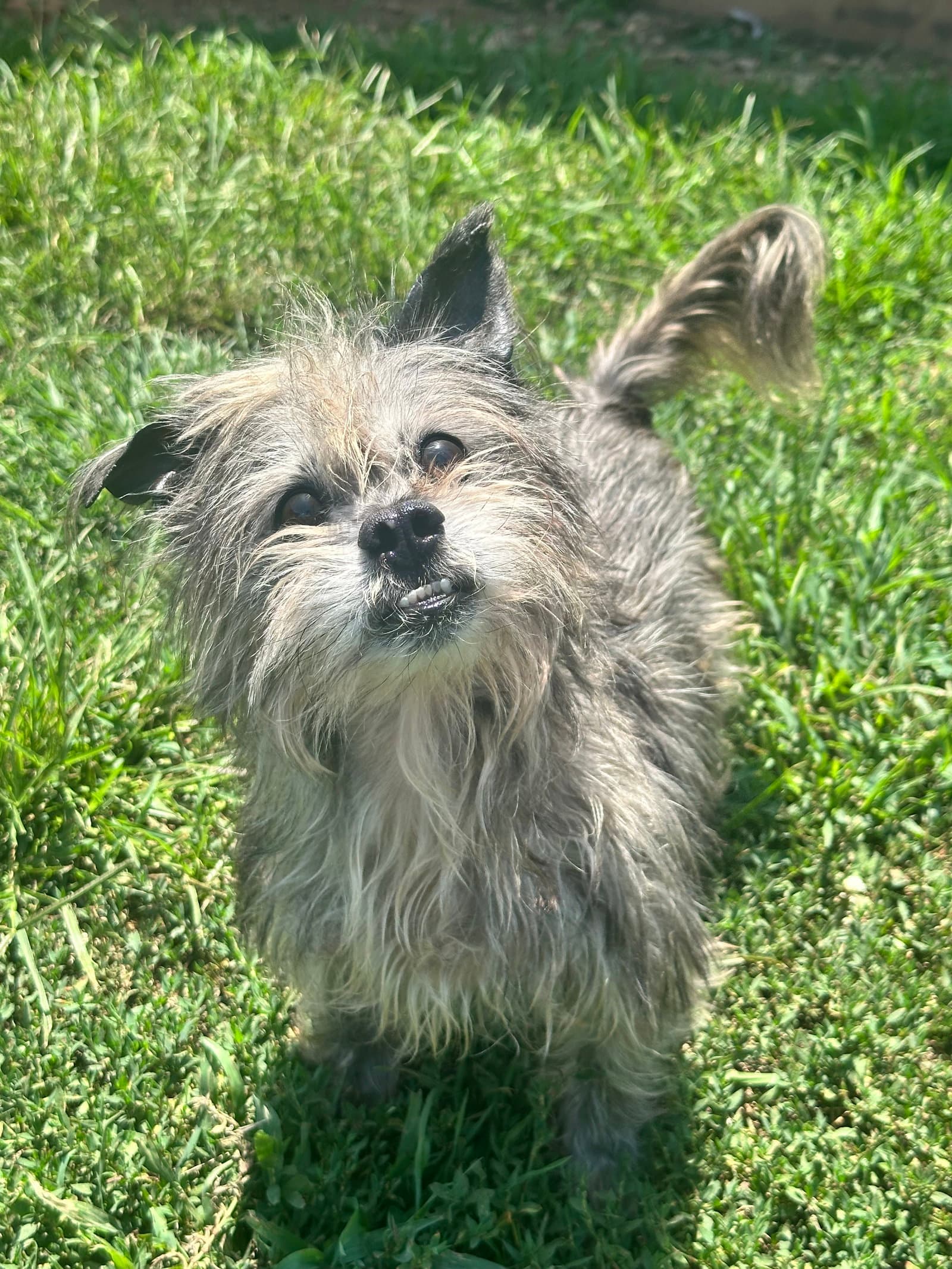 Charlie Brown May - Yorkshire Terrier Yorkie