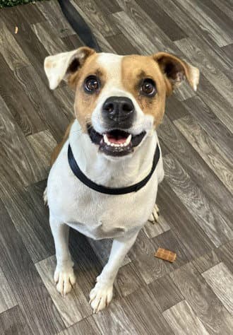 Stella May - Jack Russell Terrier