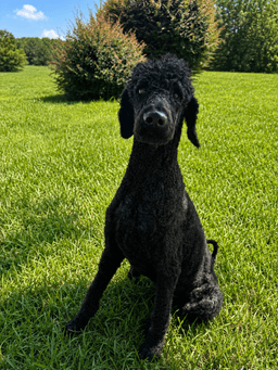 Black Jack Jun image 1
