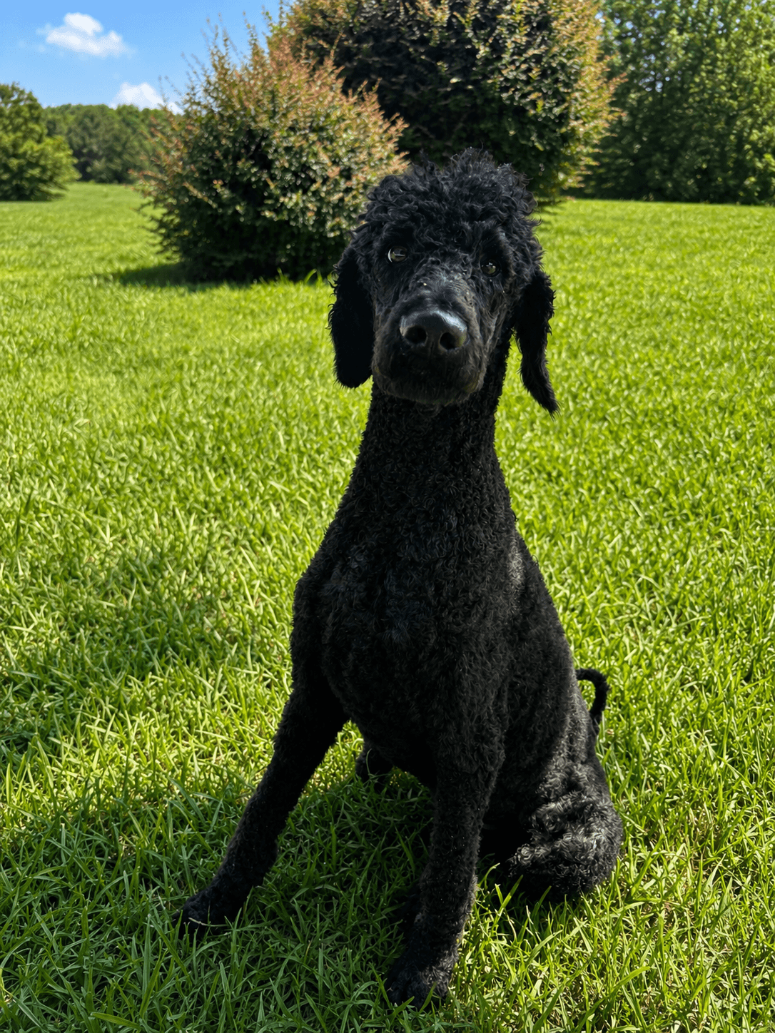 Black Jack Jun - Poodle (Standard)