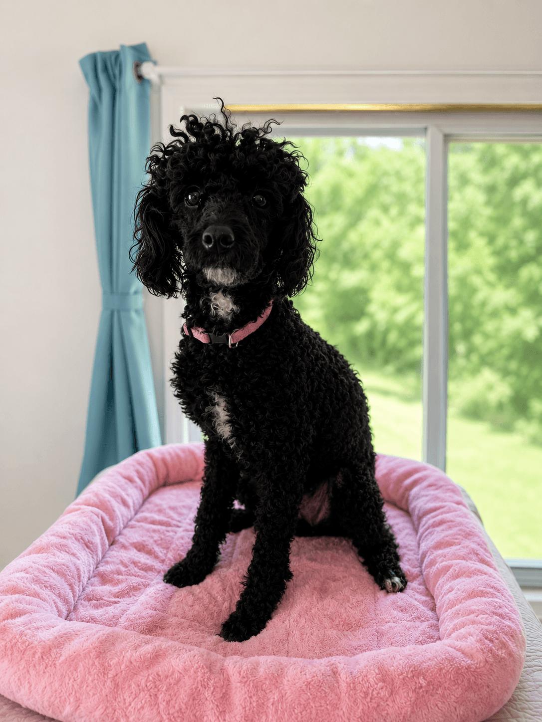 Abby Jun - Poodle (Toy)