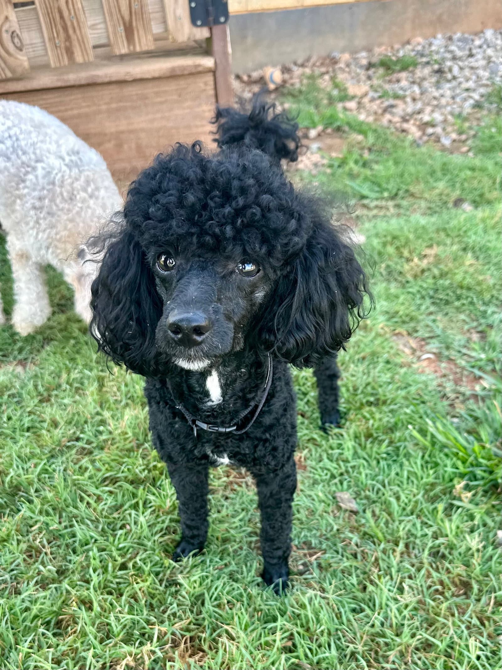 Zeus Jun - Poodle (Toy)