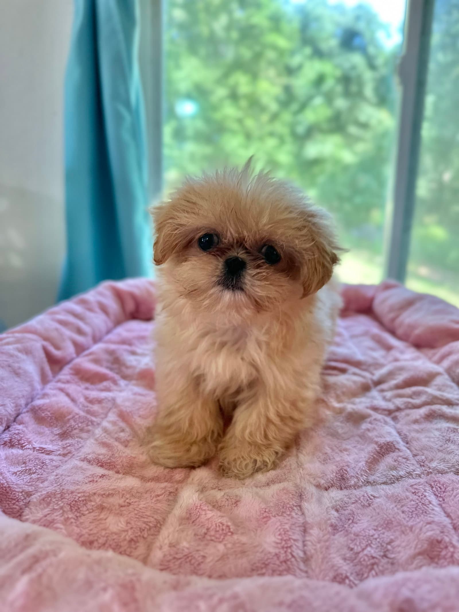 Winnie Apr  - Dazzle Pup - Pekingese