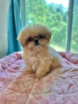Winnie Apr  - Dazzle Pup image 4