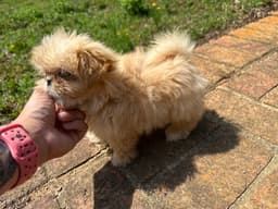 Winnie Apr  - Dazzle Pup image 2