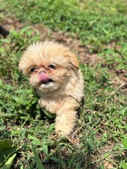 Winnie Apr  - Dazzle Pup image 3