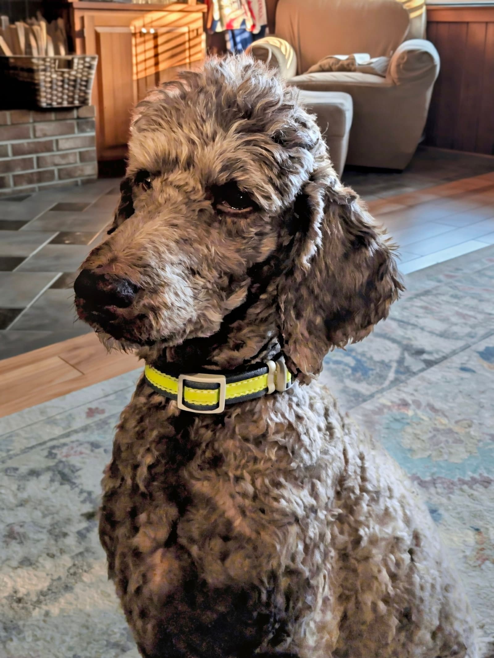 Lola June  Foster In Tryon Nc Available - Poodle (Standard)