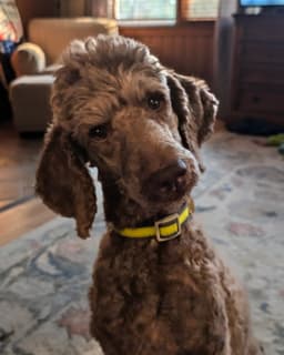 Lola June  Foster In Tryon Nc Available image 2