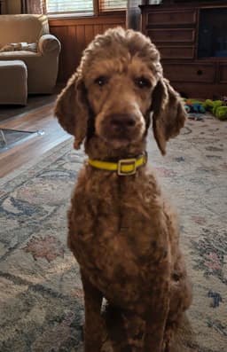 Lola June  Foster In Tryon Nc Available image 3