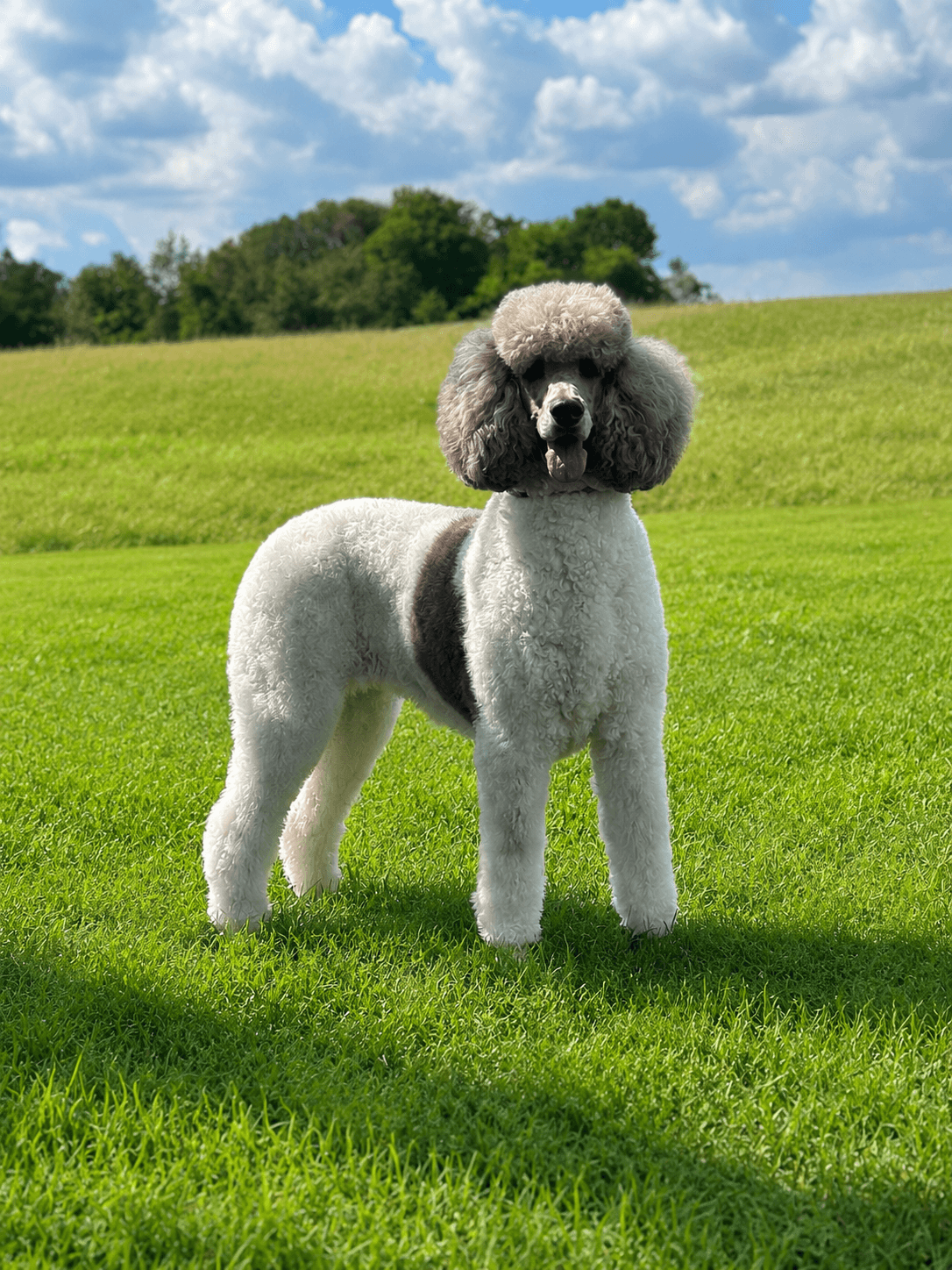 Lexa Jul - Poodle (Standard)