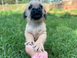 Violet - A Bridget Pup image 3